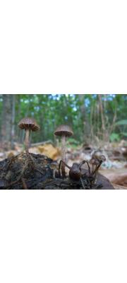 분색환각버섯 (Psilocybe merdaria (Fr.) Ricken  > Stropharia merdaria (Fr.) Quél.)