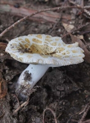아이보리꽃무당버섯 (Russula eburneoareolata Hongo)