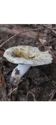 아이보리꽃무당버섯 (Russula eburneoareolata Hongo)