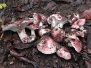 다색벚꽃버섯(밤버섯) (Hygrophorus russula (Schaeff.) Kauffm.)