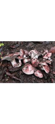 다색벚꽃버섯(밤버섯) (Hygrophorus russula (Schaeff.) Kauffm.)