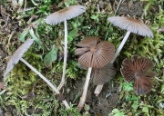 흰가루양산버섯(흰가루먹물버섯) (Parasola hemerobia (Fr.) Redhead, Vilg. & Hopple  > Coprinus Hemerobius Fr.)