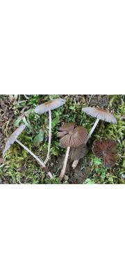 흰가루양산버섯(흰가루먹물버섯) (Parasola hemerobia (Fr.) Redhead, Vilg. &amp; Hopple  > Coprinus Hemerobius Fr.)