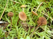 소똥환각버섯 (Psilocybe xeroderma Huijsman)