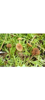 소똥환각버섯 (Psilocybe xeroderma Huijsman)
