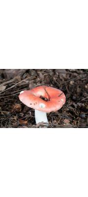 무당버섯(큰냄새무당버섯, 무당버섯아재비) (Russula emetica (Schaeff.) Pers > Russula emetica var. clussi > Russula emetica var. emetica (Shaeff.) Pers)