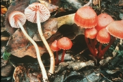 황갈꽃버섯아재비(붉은벚꽃버섯) (Hygrophorus subcinnabarina (Hongo) Hongo > Hygrophorus subcinnabarinus Hongo)