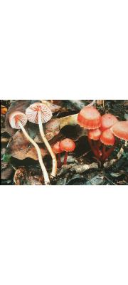 황갈꽃버섯아재비(붉은벚꽃버섯) (Hygrophorus subcinnabarina (Hongo) Hongo > Hygrophorus subcinnabarinus Hongo)