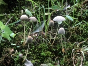 대머리양산버섯(대머리먹물버섯) (Parasola leiocephala (Orton) Readh., Vilg. & Hopple  > Coprinus leiocephalus Orton)
