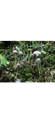 대머리양산버섯(대머리먹물버섯) (Parasola leiocephala (Orton) Readh., Vilg. &amp; Hopple  > Coprinus leiocephalus Orton)