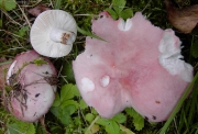 색바랜무당버섯(처녀무당버섯) (Russula exalbicans (Pers.) Melzer & Zvára > Russula pulchella Borshch.)