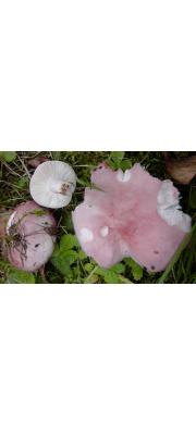 색바랜무당버섯(처녀무당버섯) (Russula exalbicans (Pers.) Melzer &amp; Zvára > Russula pulchella Borshch.)