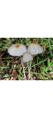 양산버섯(좀밀양산버섯, 좀밀먹물버섯) (Parasola plicatilis (Curt.) Readh., Vilg. &amp; Monc.  > Coprinus plicatilis (Curt.) Fr.)