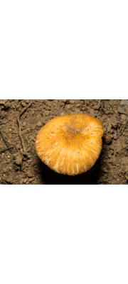 황색깔때기무당버섯 (Russula farinipes Romell)