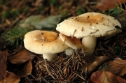 황노랑무당버섯 (Russula fellea (Fr.) Fr.)
