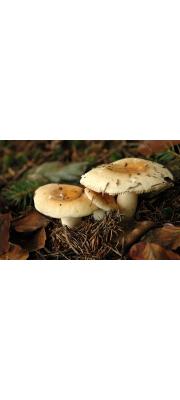 황노랑무당버섯 (Russula fellea (Fr.) Fr.)