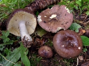 굳은무당버섯 (Russula firmula J. Schäff.)