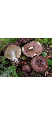 굳은무당버섯 (Russula firmula J. Schäff.)