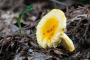 노랑무당버섯 (Russula flavida Frost)