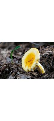 노랑무당버섯 (Russula flavida Frost)