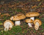 깔때기무당버섯 (Russula foetens (Pers.) Pers.)