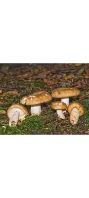 깔때기무당버섯 (Russula foetens (Pers.) Pers.)