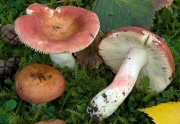 이끼무당버섯 (Russula fontqueri Sing.)