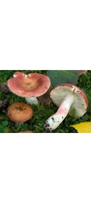 이끼무당버섯 (Russula fontqueri Sing.)