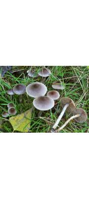 꼭지끈적버섯 (Cortinarius sertipes Kühn.)