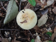 향기밀짚무당버섯 (Russula fragrans Romagn. > Russula laurocerasi var. fragrans (Romagn.) Kuyp. & Vuure)