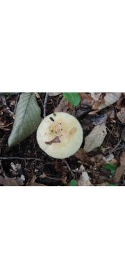 향기밀짚무당버섯 (Russula fragrans Romagn. > Russula laurocerasi var. fragrans (Romagn.) Kuyp. &amp; Vuure)