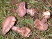 보라풍선끈적버섯(신칭) (Cortinarius sodagnitus Henry)