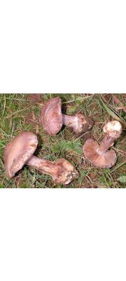 보라풍선끈적버섯(신칭) (Cortinarius sodagnitus Henry)