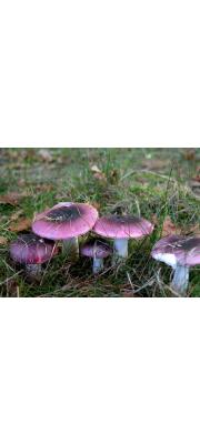 홍자색애기무당버섯(홍색애기무당버섯, 흰애기무당버섯) (Russula fragilis Fr. > Russula fragilis Fr. var. fragilis > Russula fragilis var. nivea (Pers.) Lange)