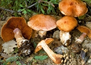 끝말림끈적버섯 (Cortinarius solis-occasus Melot)