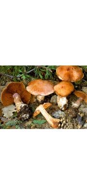 끝말림끈적버섯 (Cortinarius solis-occasus Melot)