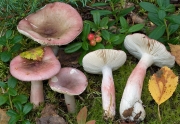 가는무당버섯 (Russula gracillima J. Schäff.)