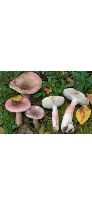 가는무당버섯 (Russula gracillima J. Schäff.)