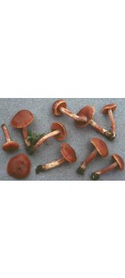 진갈색끈적버섯 (Cortinarius spadiceus (Batsch) Gill.)