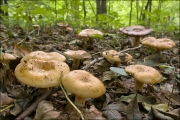밀짚색무당버섯 (Russula grata Britz. > Russula laurocerasi Melzer)
