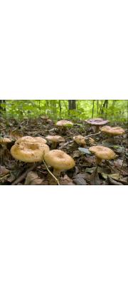 밀짚색무당버섯 (Russula grata Britz. > Russula laurocerasi Melzer)