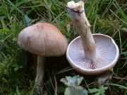붉은끈적버섯 (Cortinarius spilomeus (Fr.) Fr.)