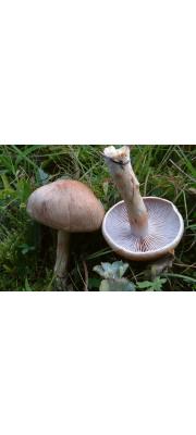 붉은끈적버섯 (Cortinarius spilomeus (Fr.) Fr.)
