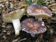 회색무당버섯 (Russula grisea Fr.)