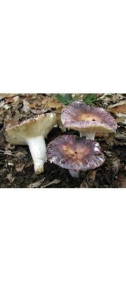 회색무당버섯 (Russula grisea Fr.)
