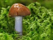 가지색끈적버섯아재비 (Cortinarius stillatitius Fr.  > Cortinarius elator f. pseudosalor (Lange) Quadr. & Lungh.)