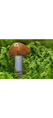 가지색끈적버섯아재비 (Cortinarius stillatitius Fr.  > Cortinarius elator f. pseudosalor (Lange) Quadr. &amp; Lungh.)