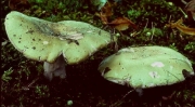 청무당버섯(돼지털무당버섯) (Russula heterophylla (Fr.) Fr.  > Russula furcata var. heterophylla (Fr.) P. Kumm.)