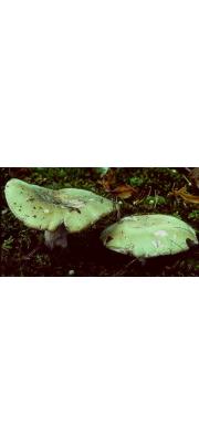 청무당버섯(돼지털무당버섯) (Russula heterophylla (Fr.) Fr.  > Russula furcata var. heterophylla (Fr.) P. Kumm.)