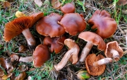 주름끈적버섯 (Cortinarius subbalaustinus Henry)